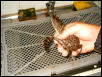 Baby saltie